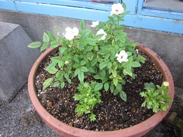 「優雅に成長中。」関連画像