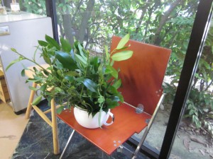 「“榊” 届けて頂きました。」関連画像