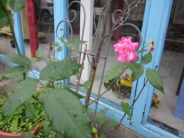 「バラ、バラバラ・・      でも、復活！」関連画像