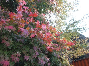 「紅葉」関連画像