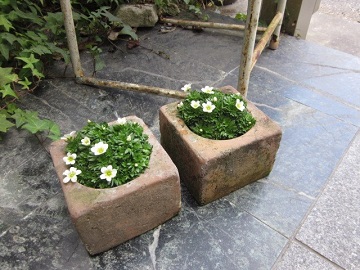 「植え替え」関連画像