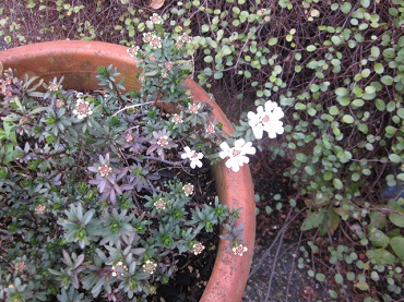 「また咲いたよー!」関連画像