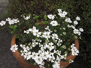 「どんどん咲いてるよー!」関連画像