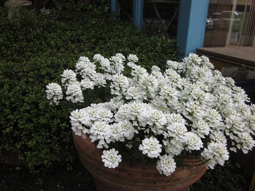 「更に成長!」関連画像