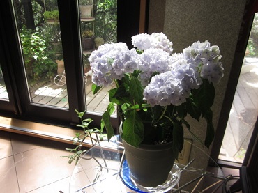 「紫陽花」関連画像