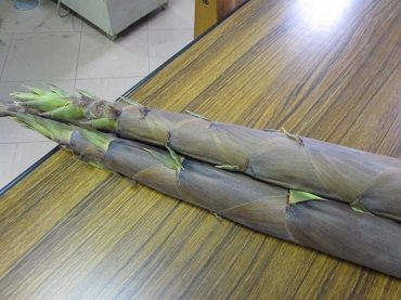 「筍」関連画像