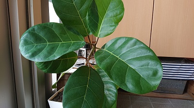 「大きくなれよ~♪」関連画像