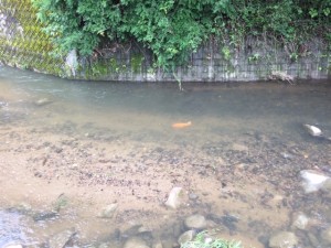 「久しぶりのウォーキングにて👟」関連画像