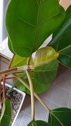 「アフリカンプリンスに新芽が。」関連画像