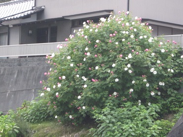 「ご近所の大きな木」関連画像