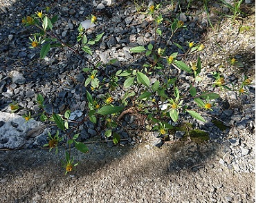 「アメリカセンダングサ」関連画像