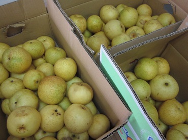 「大量 梨!」関連画像