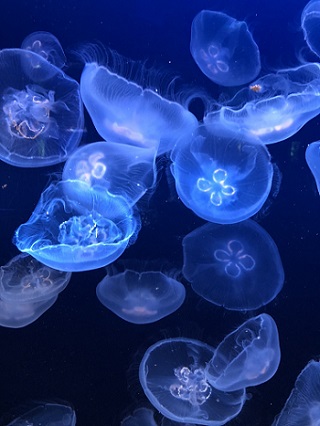 「マリホ水族館 (広島)」関連画像