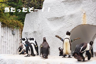 「賭けたくなる心理と脳の関係性とは・・」関連画像