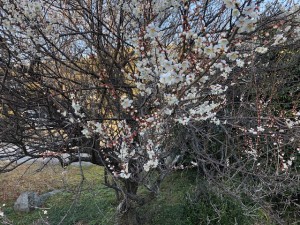 「梅」関連画像