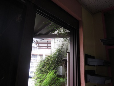 「ワイヤープランツがいい具合に伸びています。。」関連画像