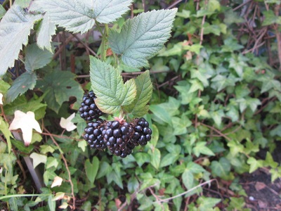 「立派な!」関連画像