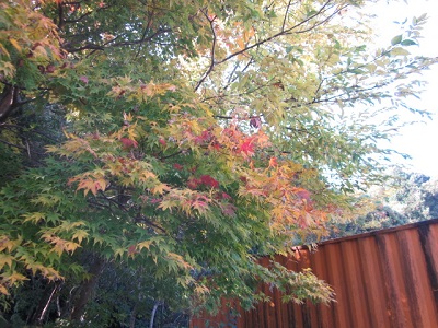 「気が付くと「もみじ」が。」関連画像