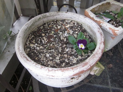 「ビオラじいちゃん👴」関連画像