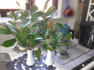 「ハヤテのように現れて🌀」関連画像