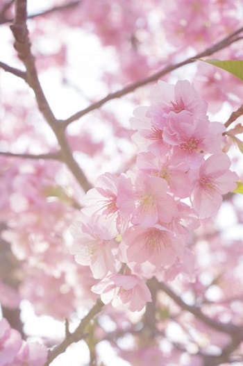 「桜ひらひら・・」関連画像