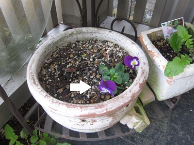 「続・ビオラ」関連画像