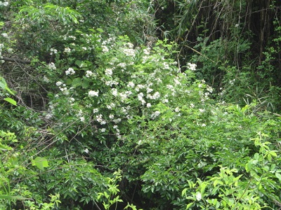 「何の花？」関連画像