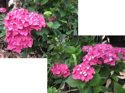 「紫陽花」関連画像