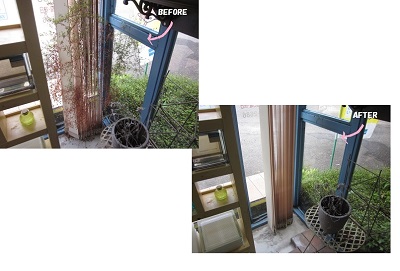 「ワイヤープランツの生命力💪！」関連画像