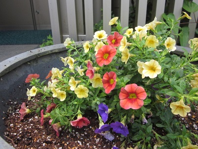 「植え替えました。」関連画像