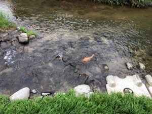 「大きな、大きな“鯉”」関連画像