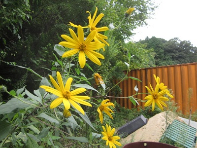 「秋 黄色い花」関連画像