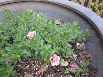 「ガーデニングが楽しい季節です。」関連画像