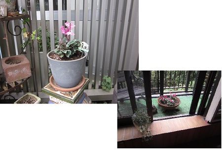 「シクラメン植えました。」関連画像