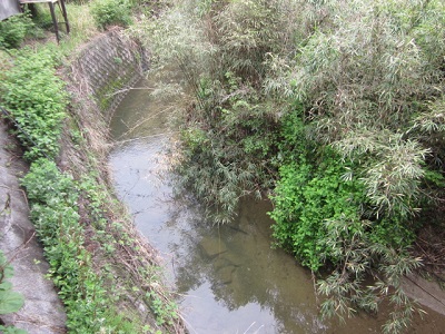 「サワガニ。。。」関連画像