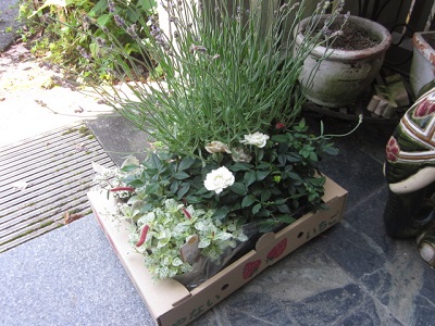 「植え替えます！」関連画像