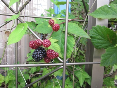 「ブラックベリー🍒」関連画像