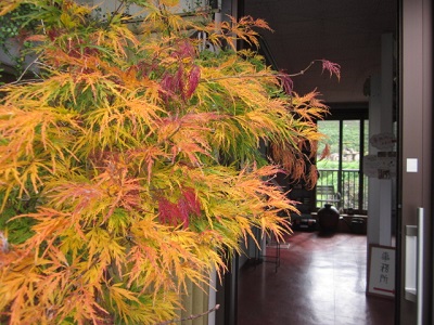 「『 紅葉 』」関連画像