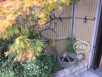 「『 紅葉 』」関連画像