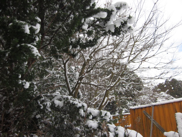 「雪。」関連画像