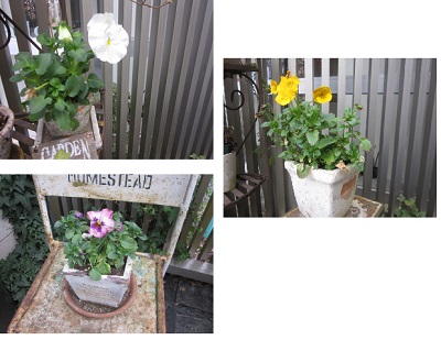 「・・春の花・・」関連画像