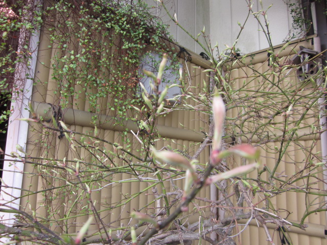 「新芽がでました🌱」関連画像