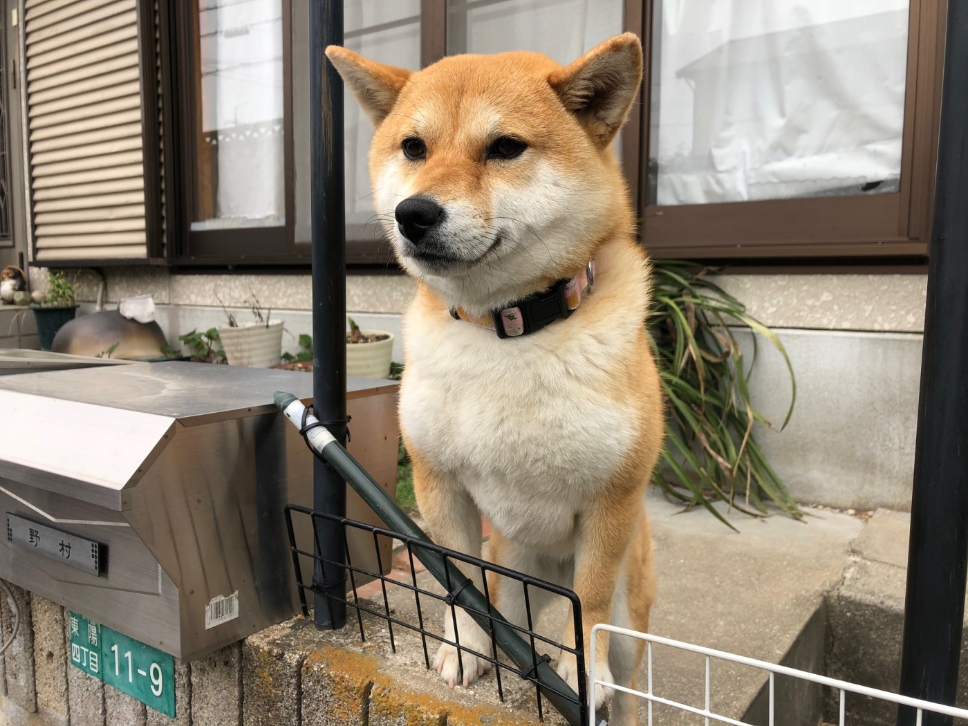 「鈴ちゃん。」関連画像