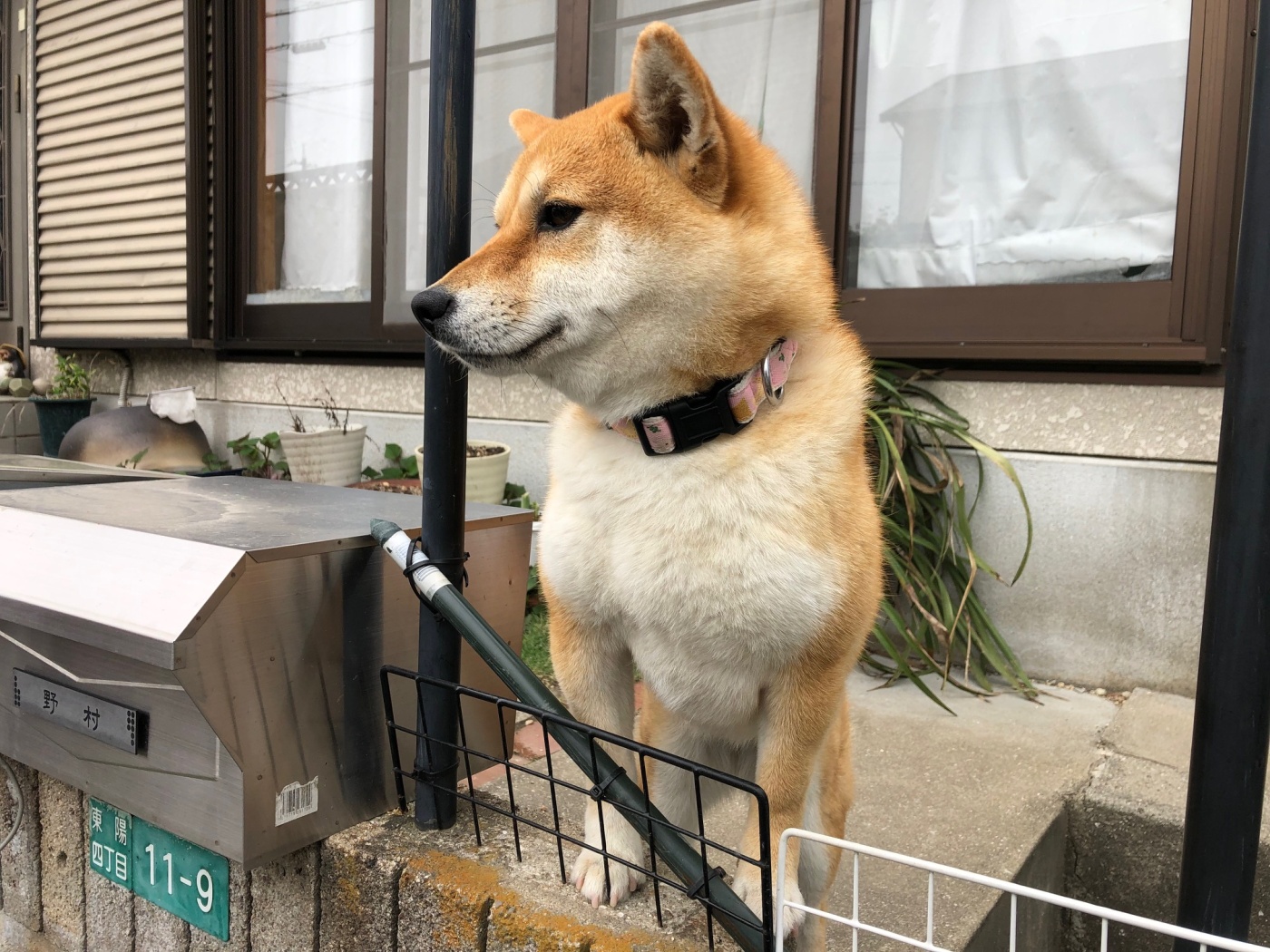「鈴ちゃん。」関連画像