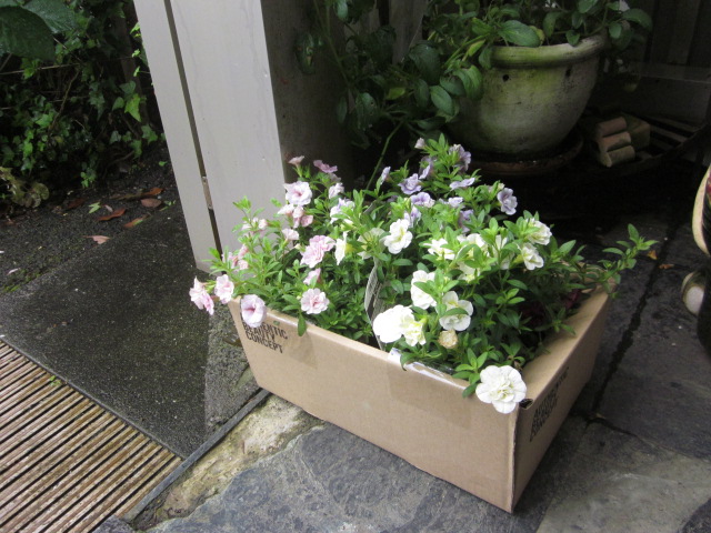 「植物の力。」関連画像