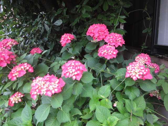 「紫陽花」関連画像