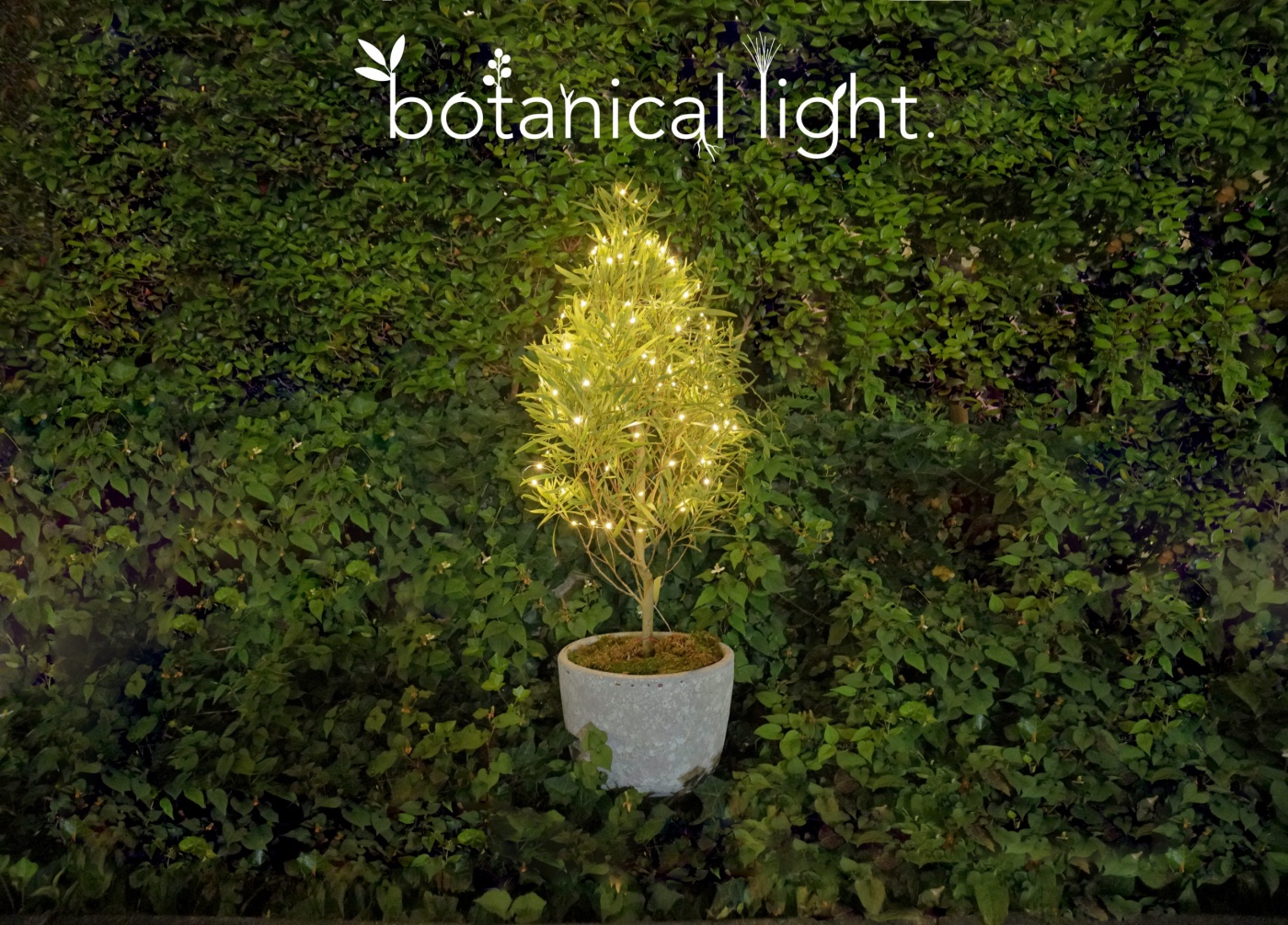 「【 botanical light 】ボタニカルライト」関連画像