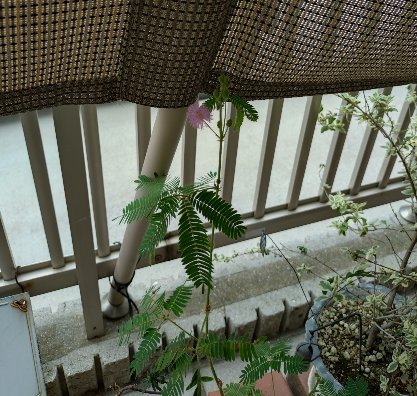 「花が咲きました!」関連画像