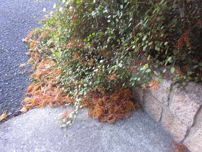 「一気に去りました🍁」関連画像