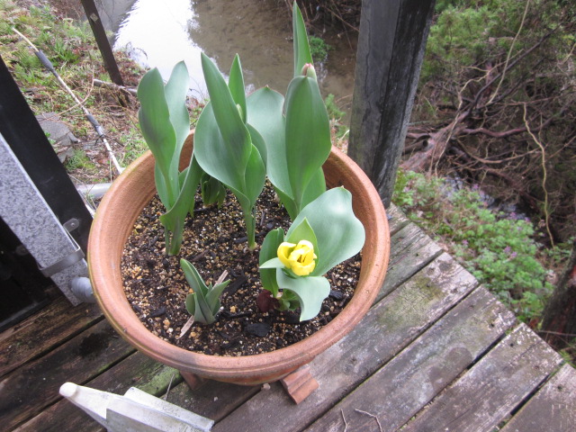 「少しずつ🌷」関連画像